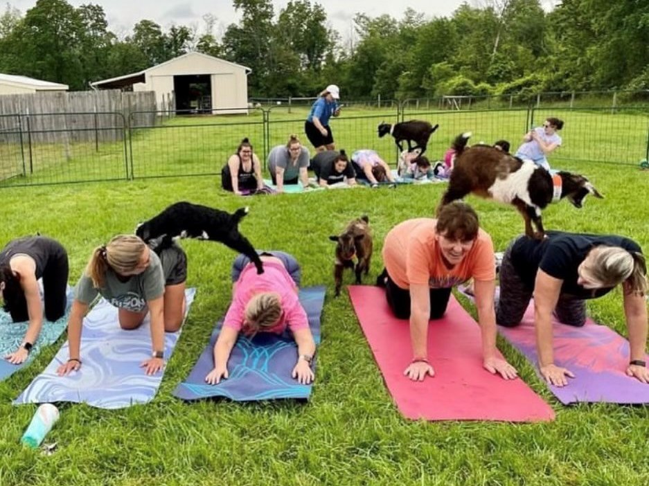 Goat Yoga 2