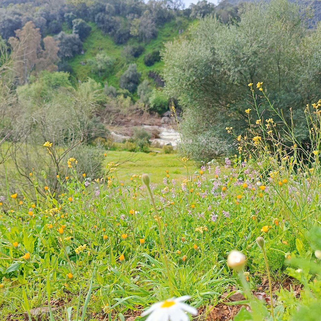 Molino de Sofio 3