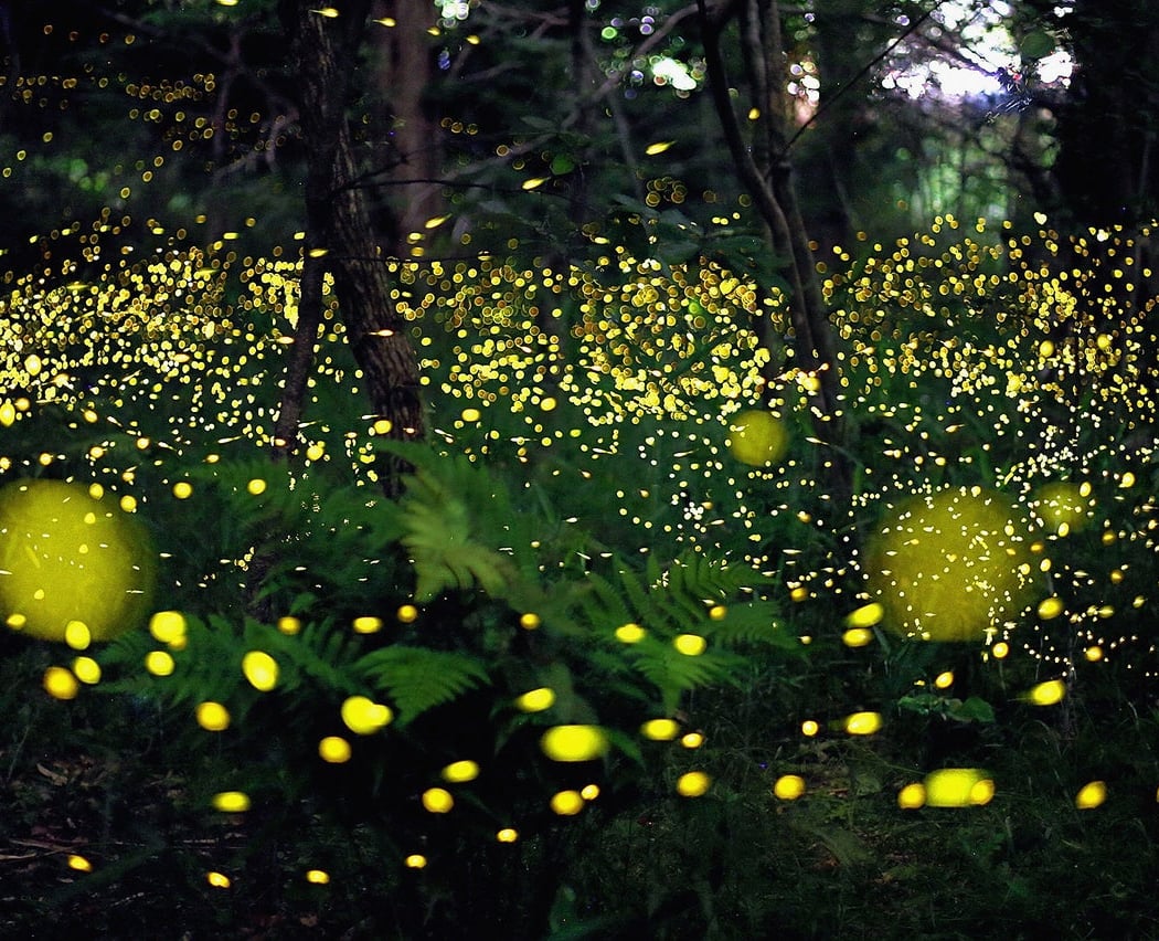 Duke Farms After Dark: Fireflies 1