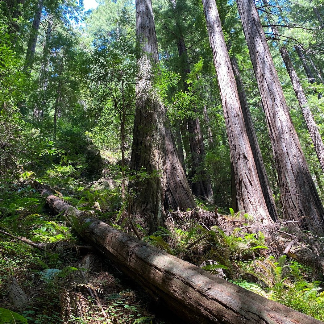 Canopy View to Lost Creek to Fern Creek Trails Loop 3