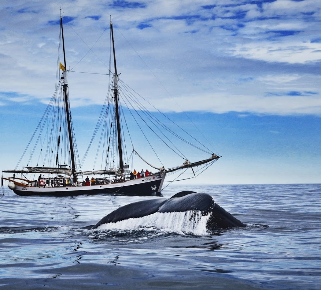 North Sailing Silent Whale Watching 2