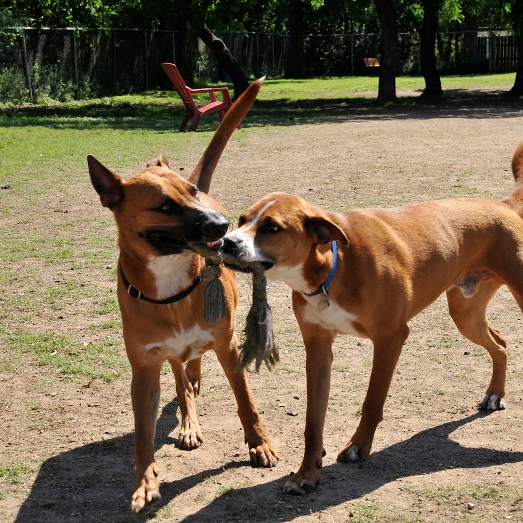 Alameda Dog Park 1