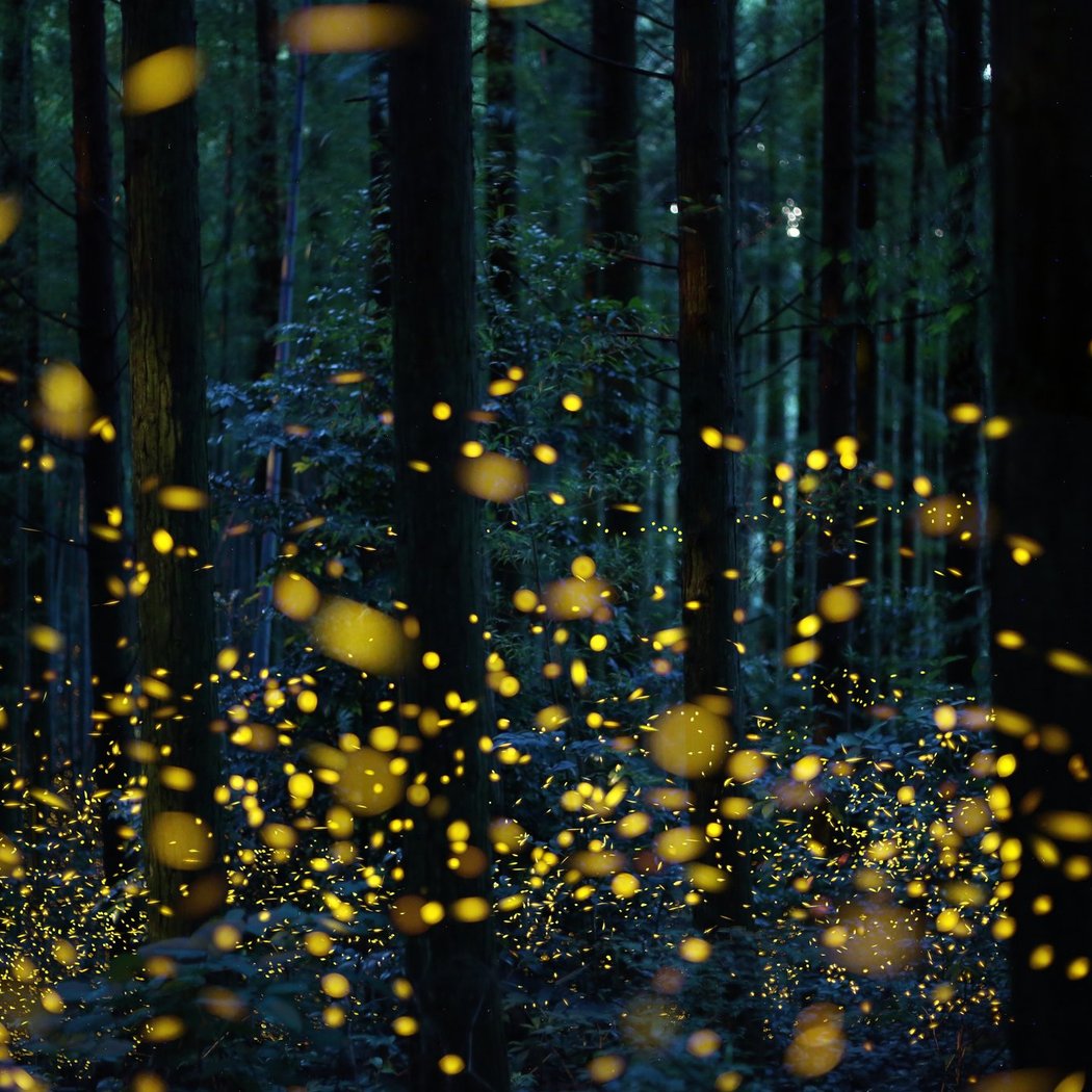 I Spy Fireflies! 3