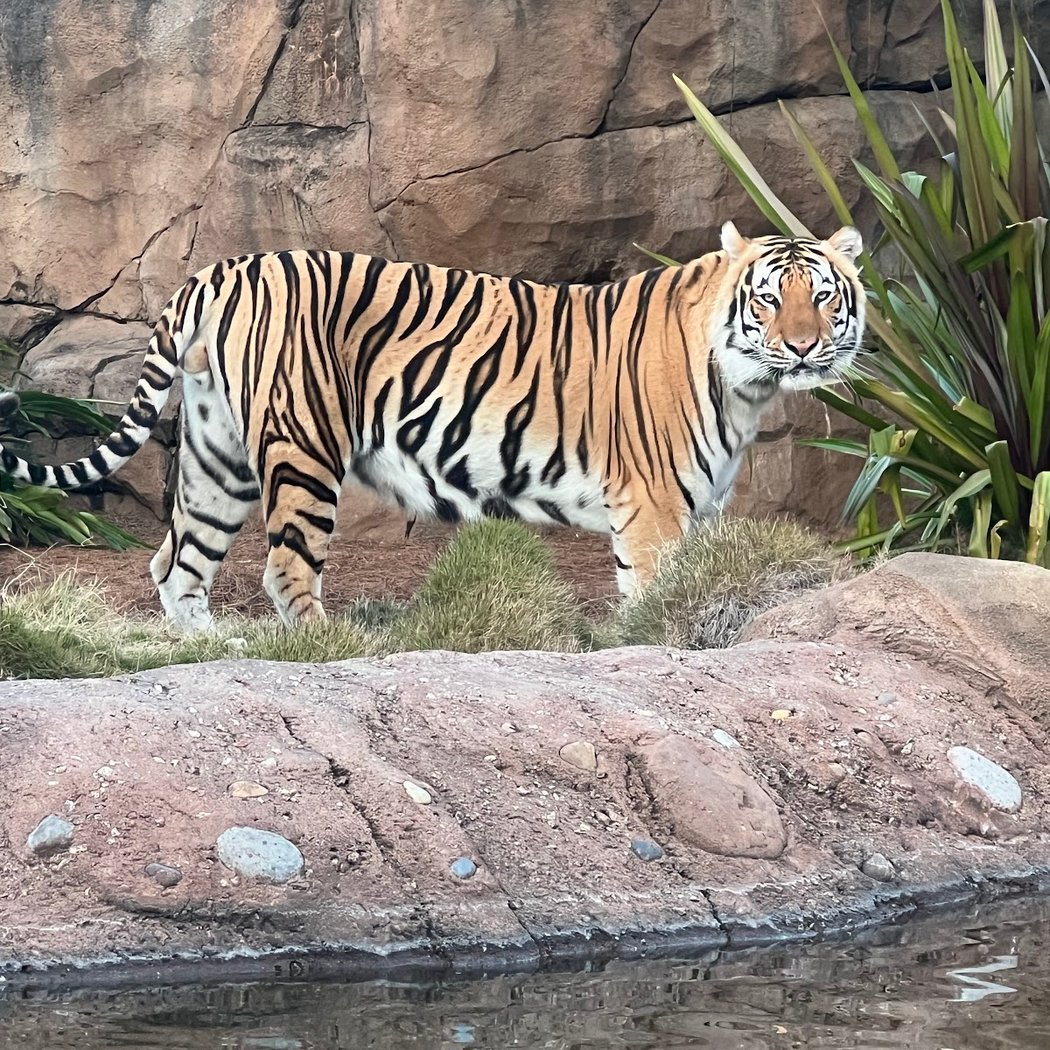 Mike the Tiger's Habitat 1