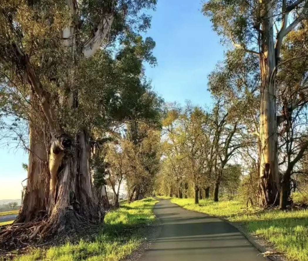 Napa Valley Vine Trail 2