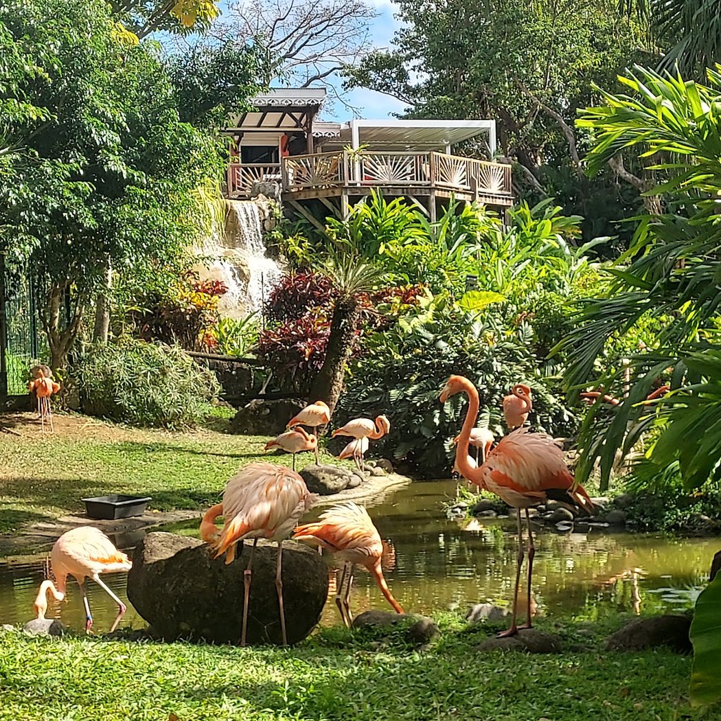 Jardin Botanique de Deshaies 2