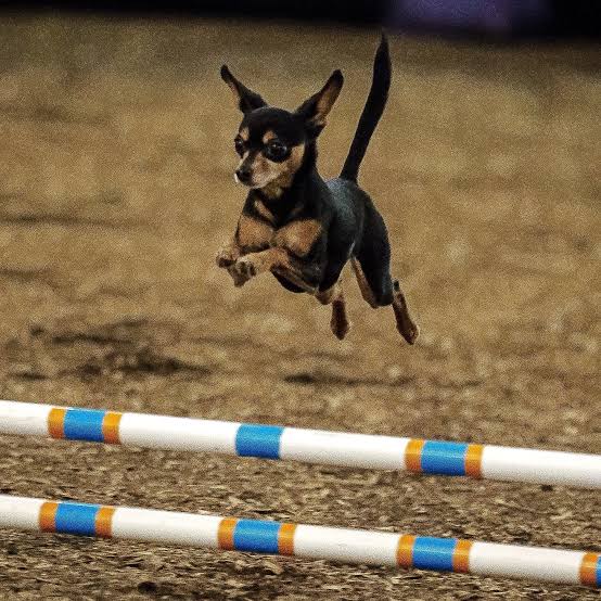 Go Dog Go Agility Club Trial 5