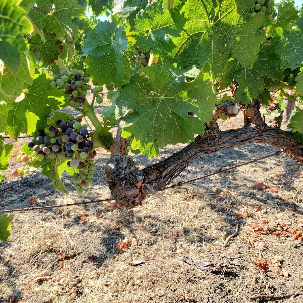 2026 Single Vineyard Release Party 3