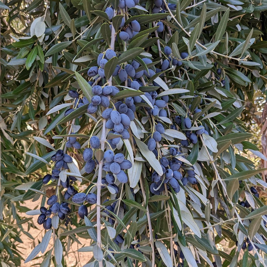Olivina 1