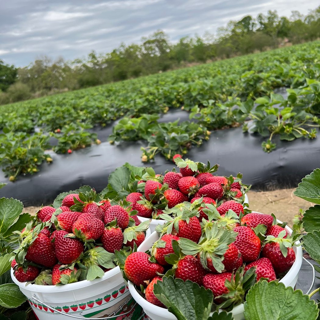 Mrs. Heather's Strawberry Farm 3