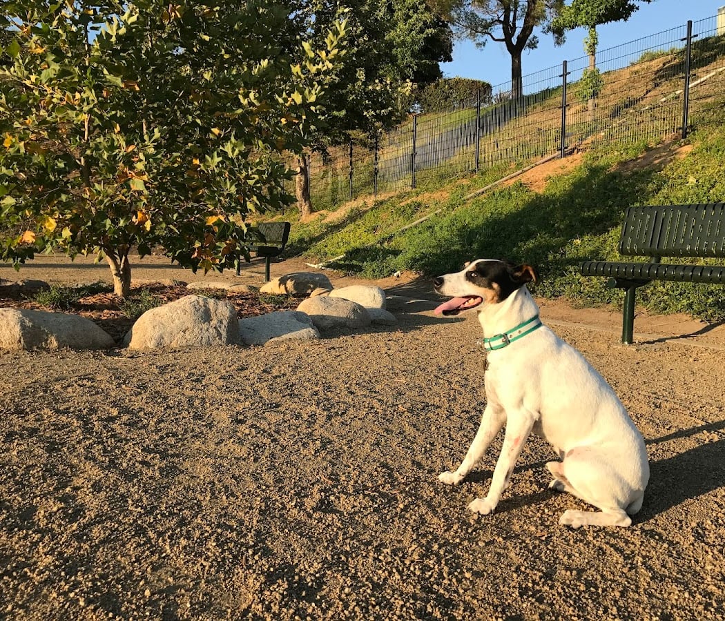 Checkers Dog Park 1