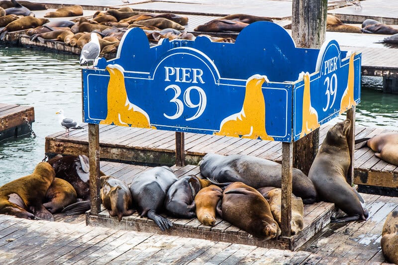 Sea Lions 1