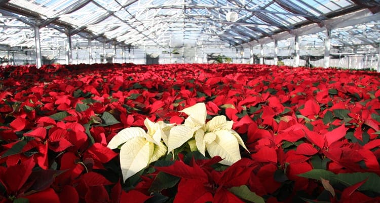 Greenhouse Tour 1