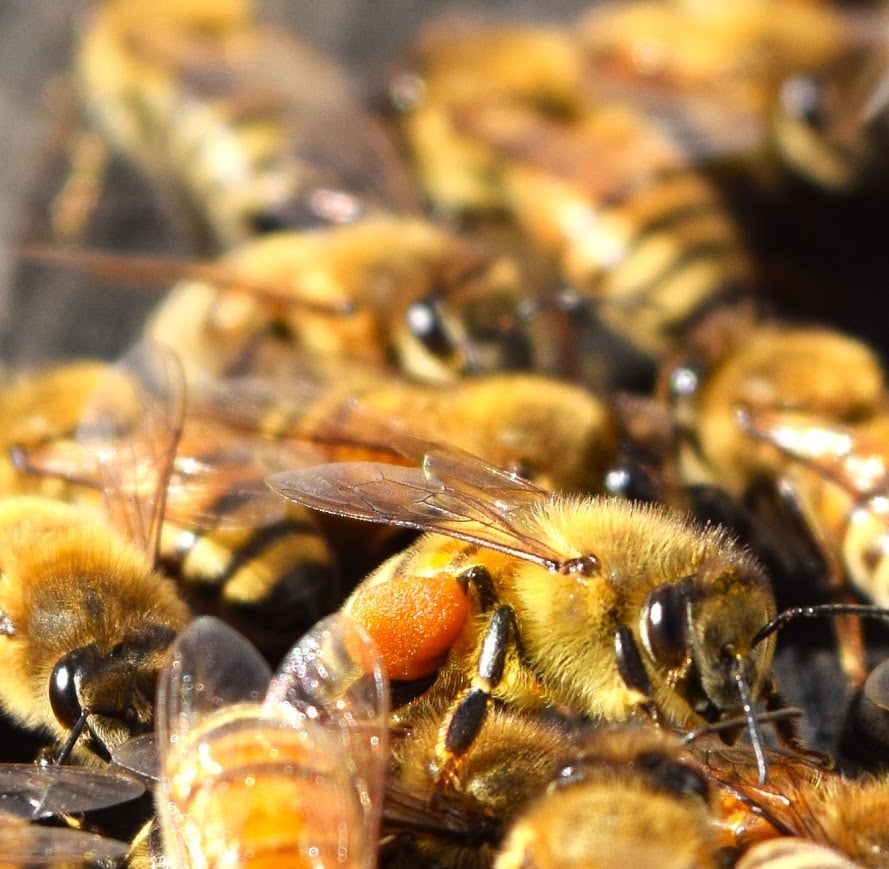 Koophaus Apiaries 2