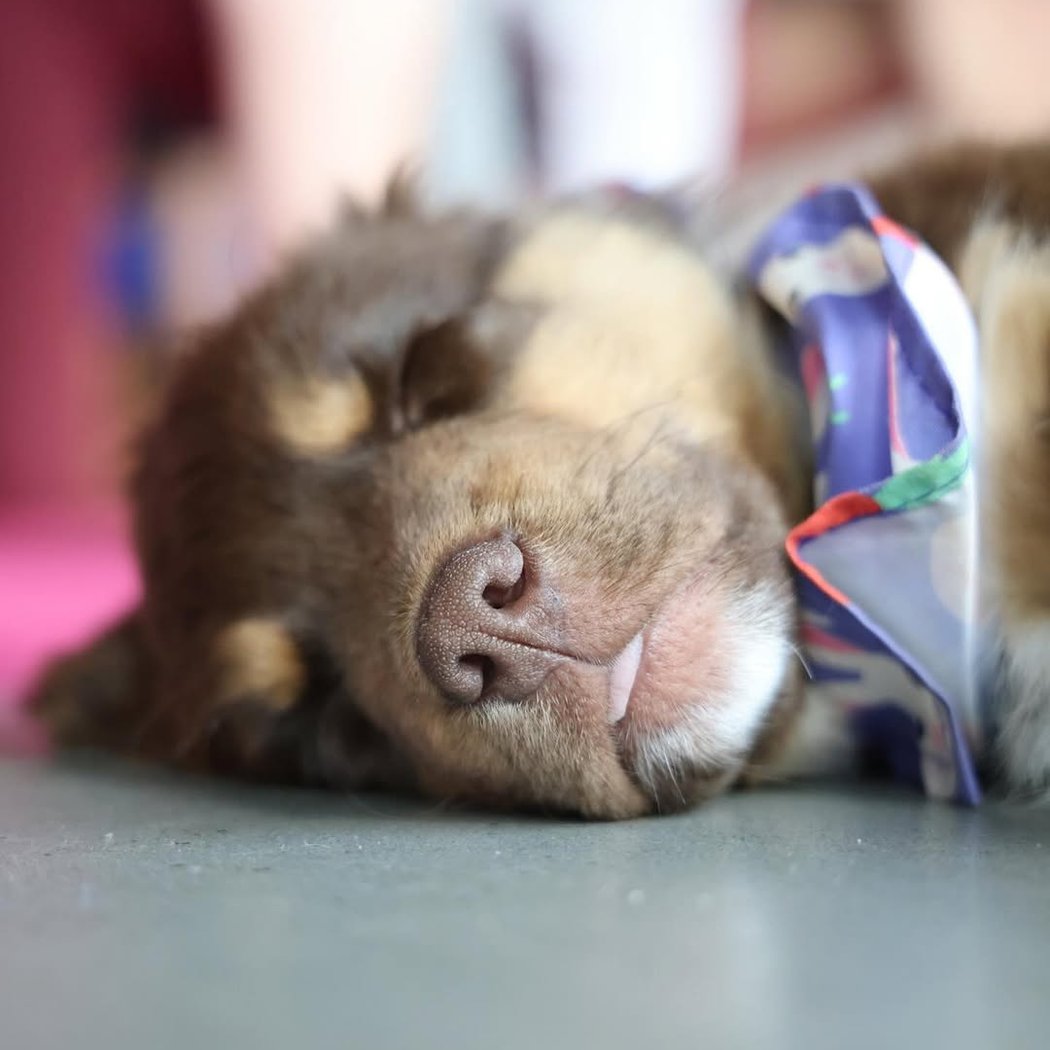 Australian Shepherd Puppy Yoga 3