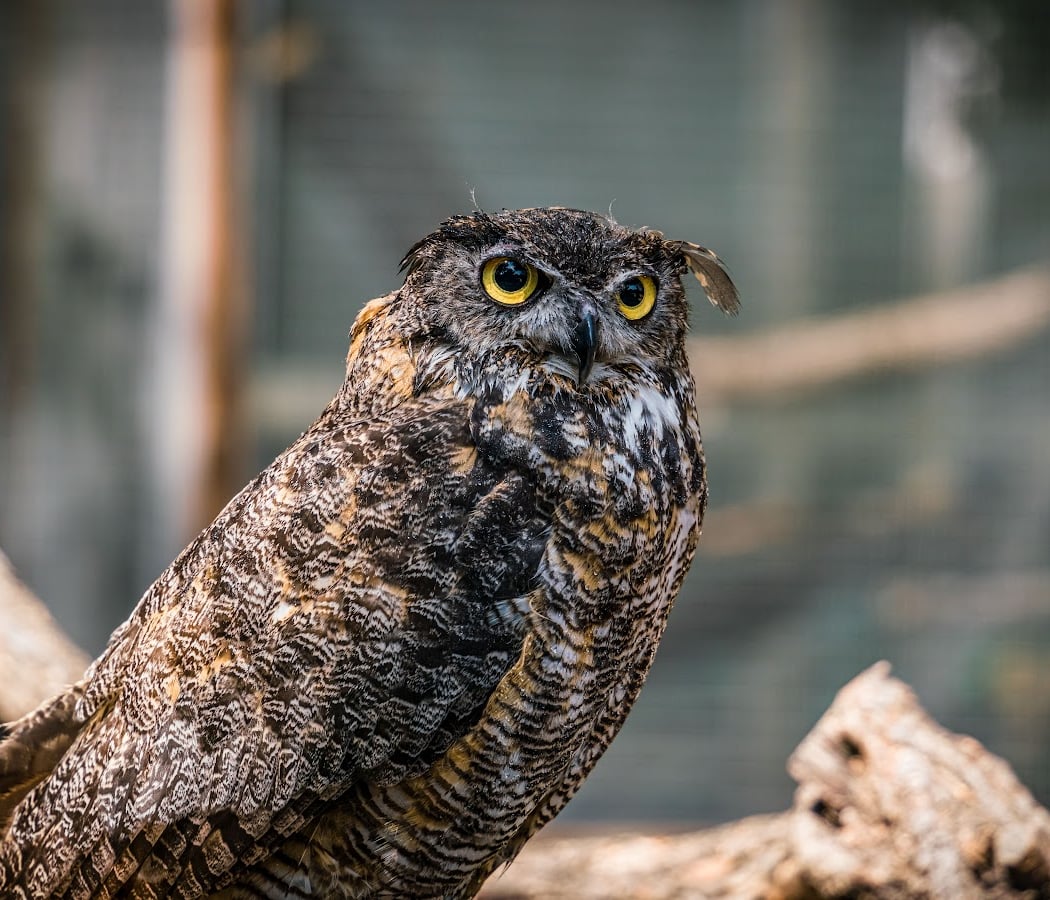 Lindsay Wildlife Experience 1
