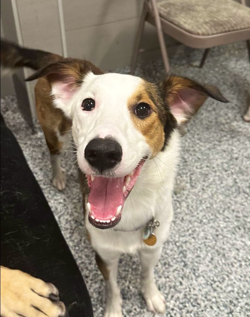 Who’s My Good Dog? 1