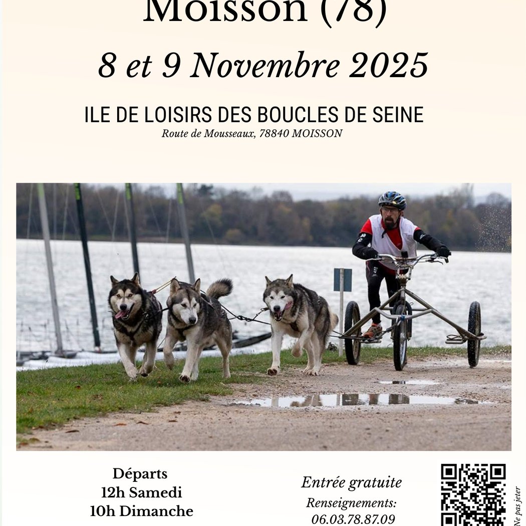 Course de chiens de traîneaux 1