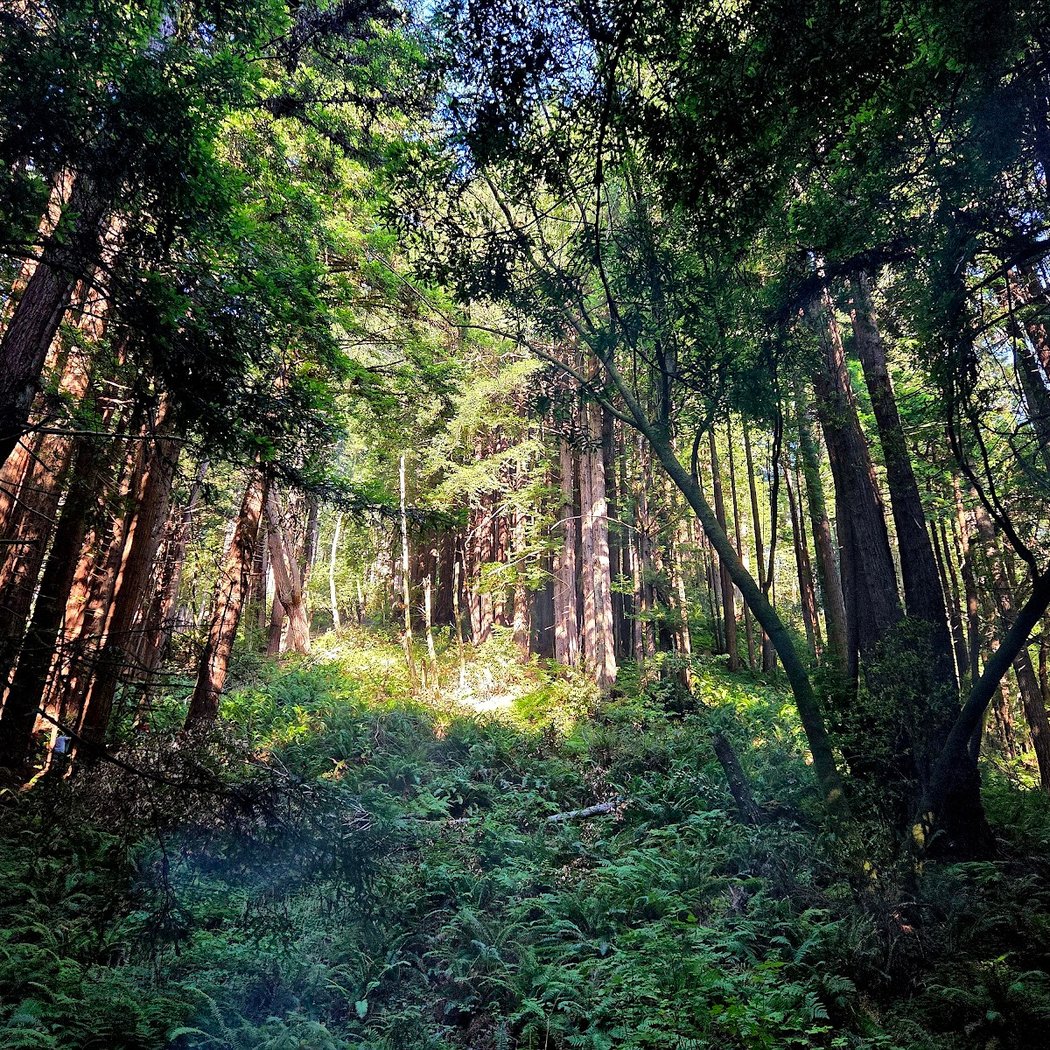Pomo Canyon Environmental Camp 3