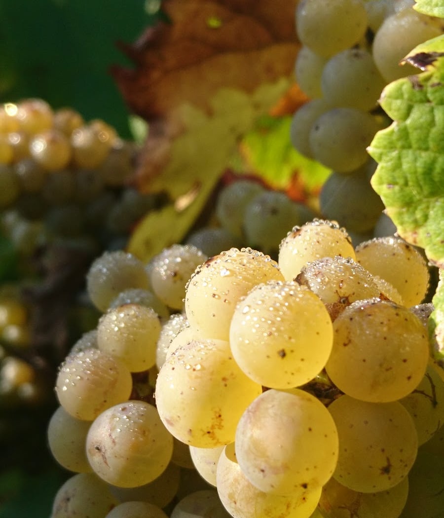 Domaine Haute Févrie 1