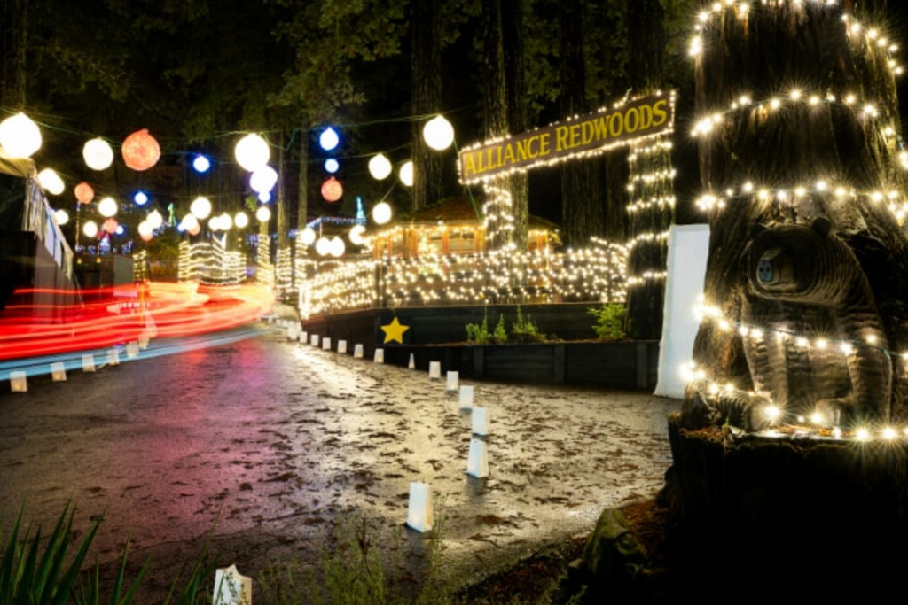 Christmas in the Redwoods 1