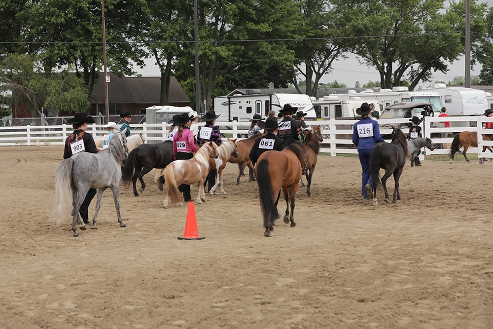 4-H Horse Show 1