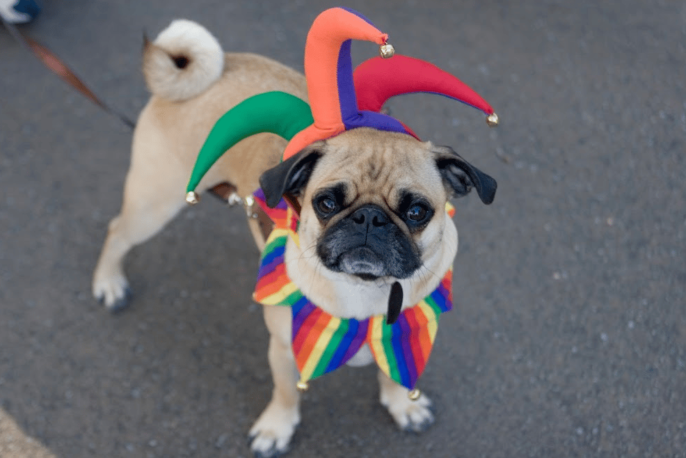 Halloween Howl & Healthy Hound Fair 1