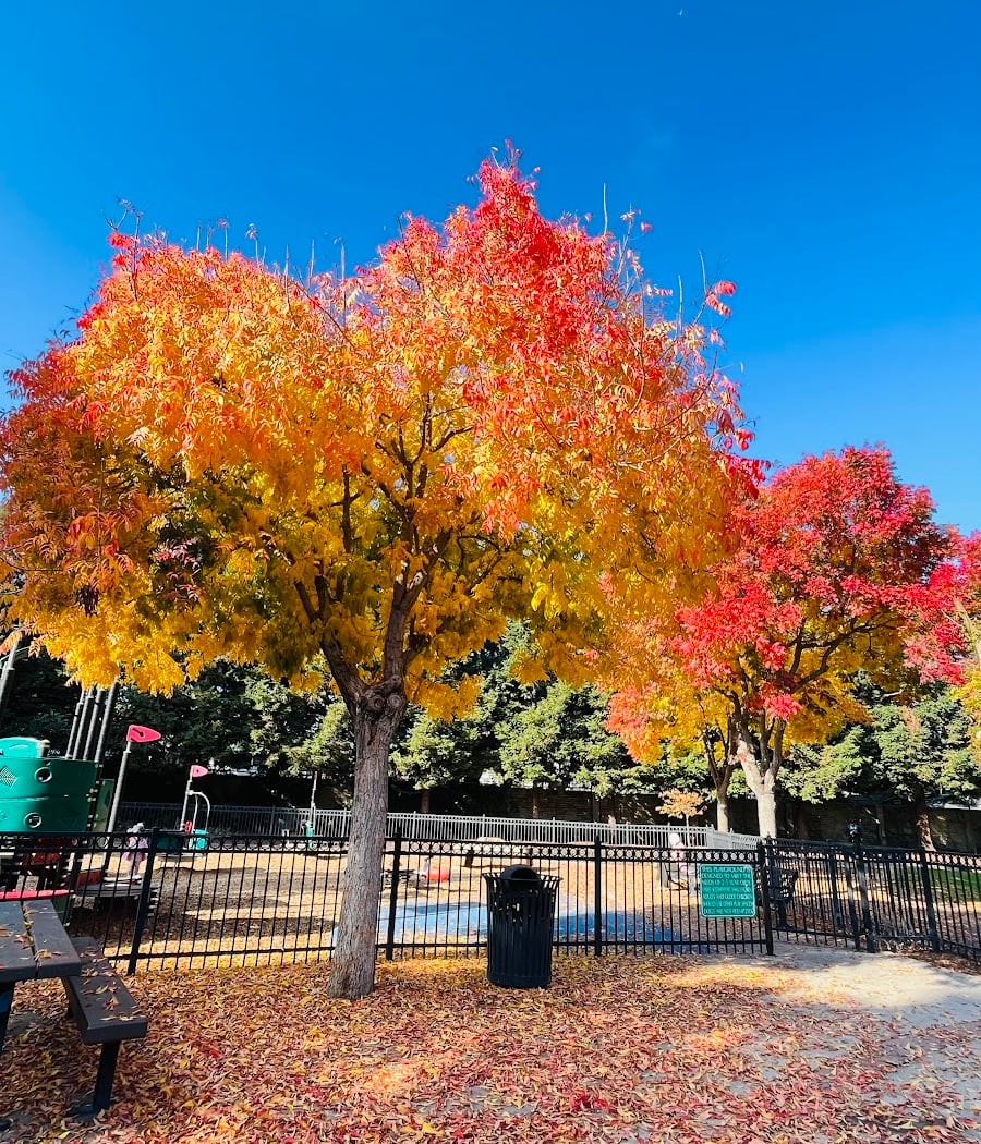 Halcyon Park 1