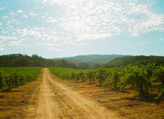 Broc Cellars 2