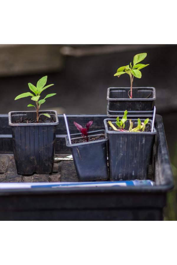 Atelier jardinage 2