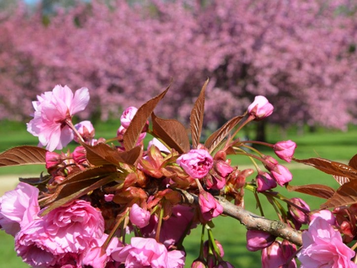 Hanami au parc de Sceaux 1