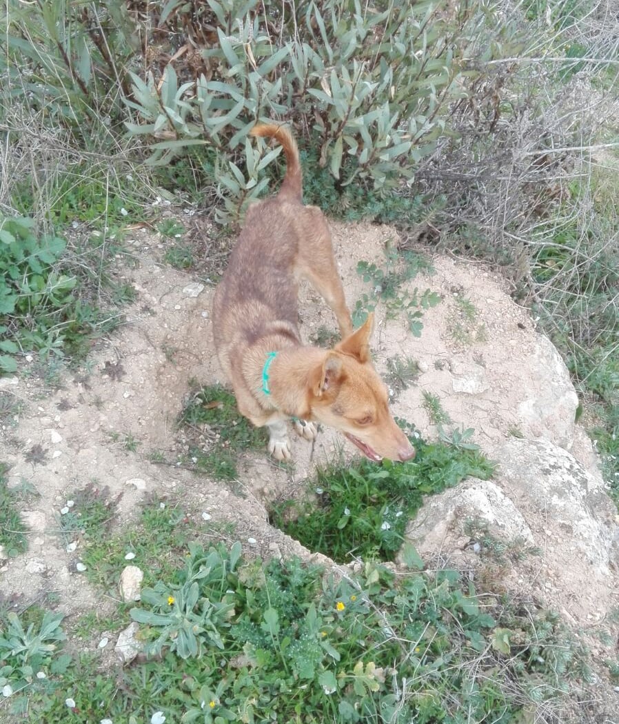 Asociacion Andaluza para la Defensa de los Animales 2