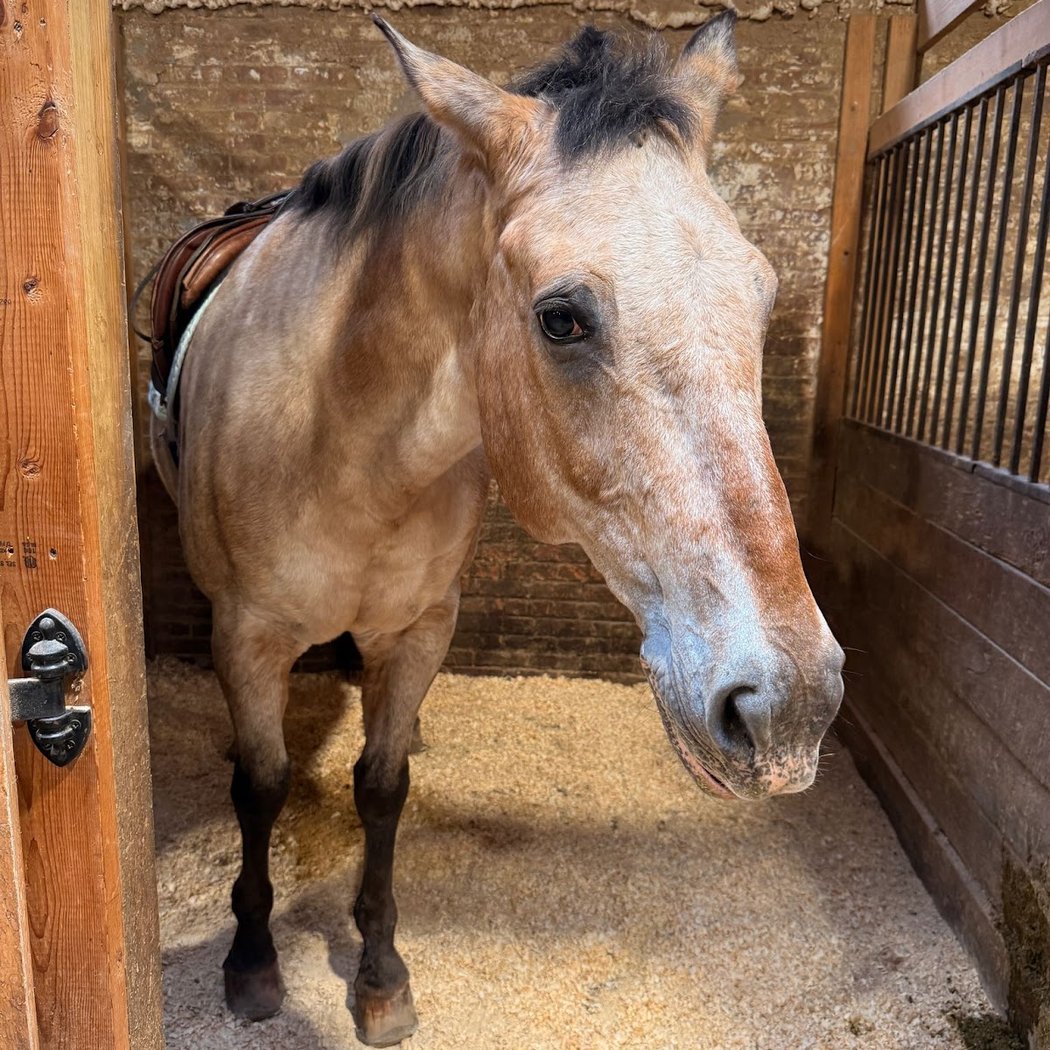 Be • Brooklyn Equine Horseback Riding 2