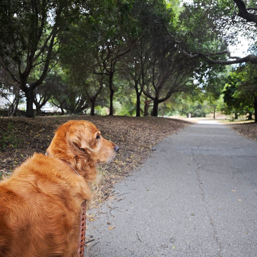 Millbrae Spur Trail 1