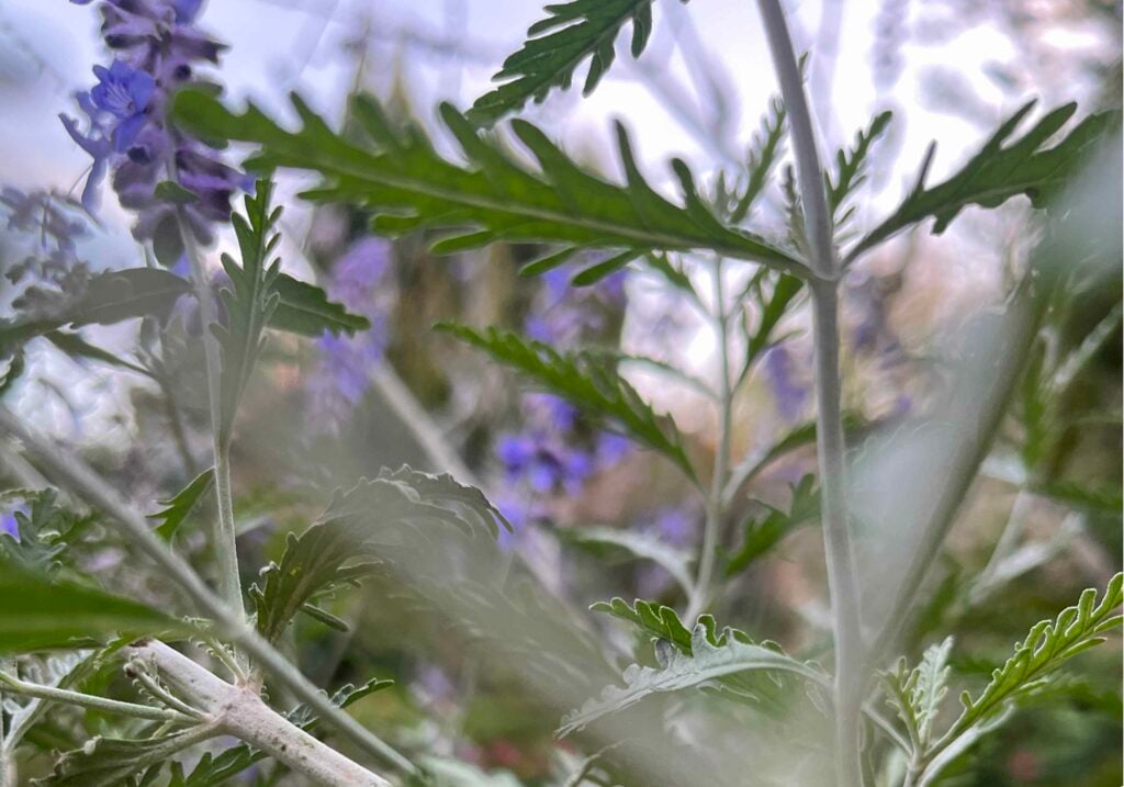 Échange de plantes 1