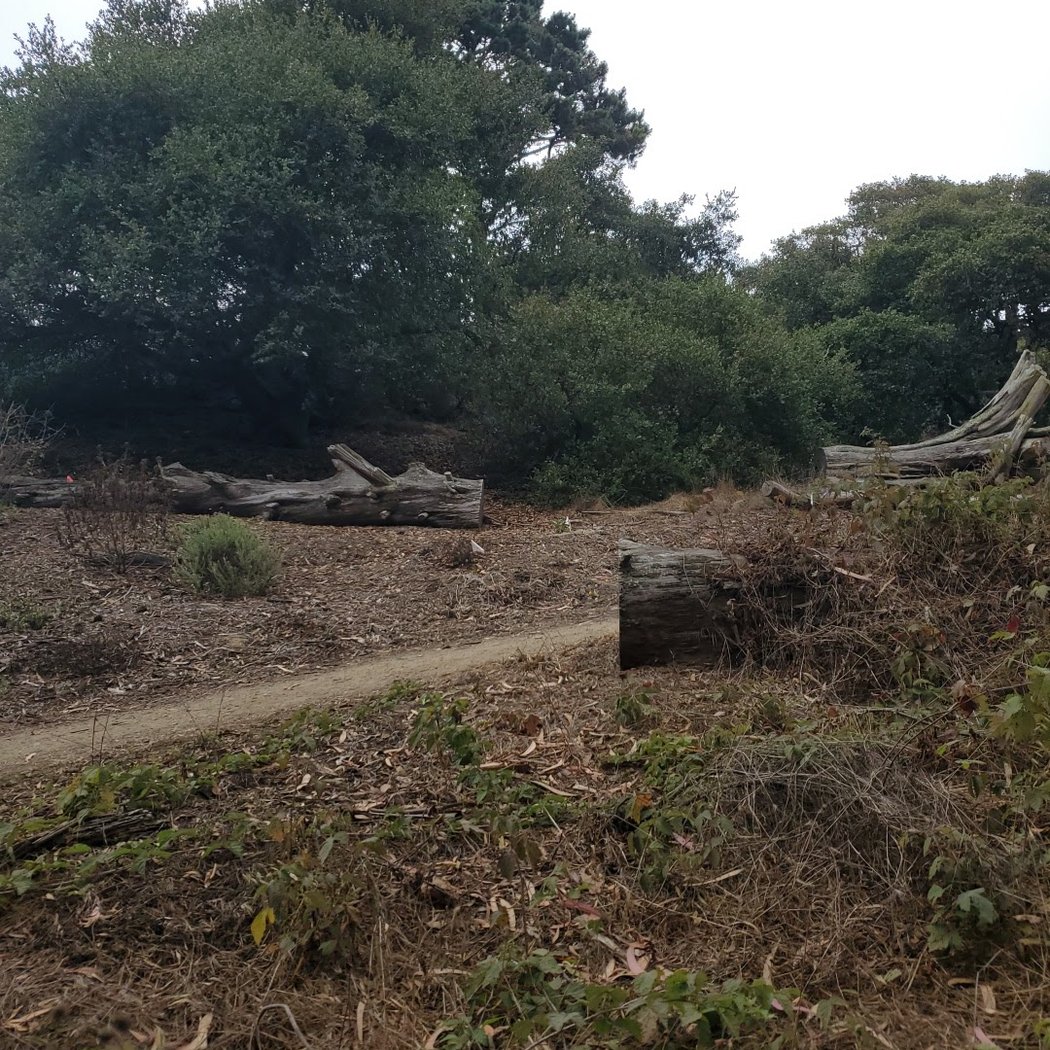 Oak Woodlands Natural Area 2