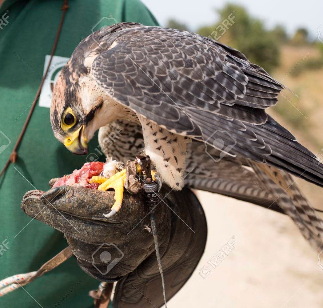 Falcon Feeding Fridays