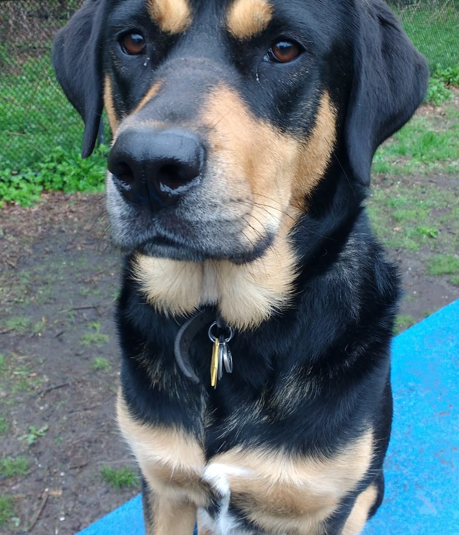 Canine Court 1