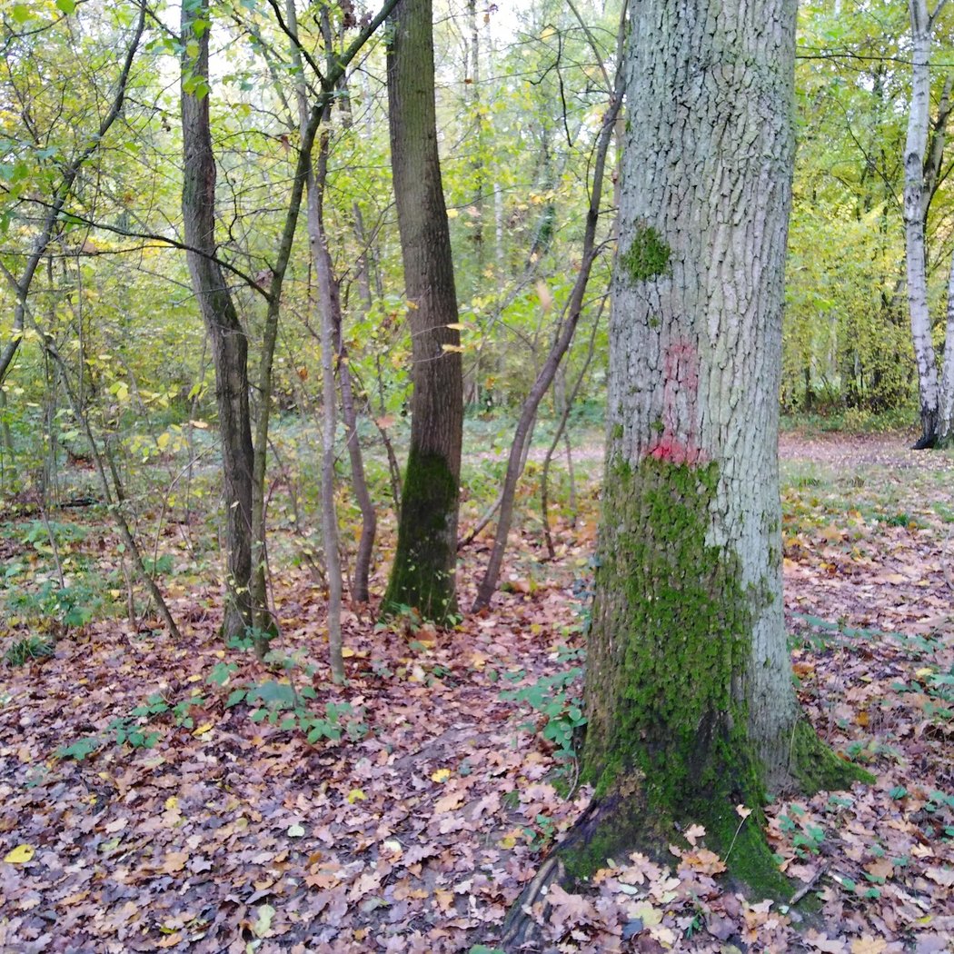 Yvris Woods 3
