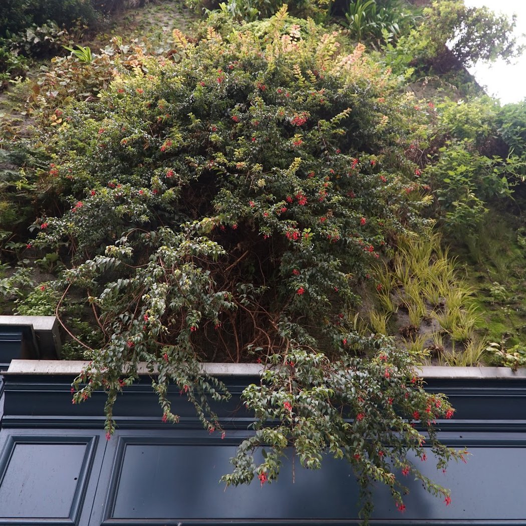 Vertical Garden 3