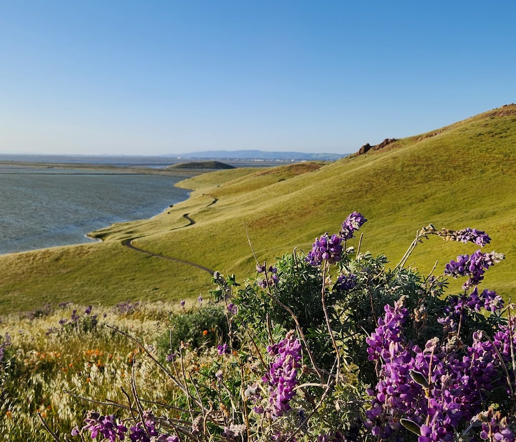 Coyote Hills Vista Point 1