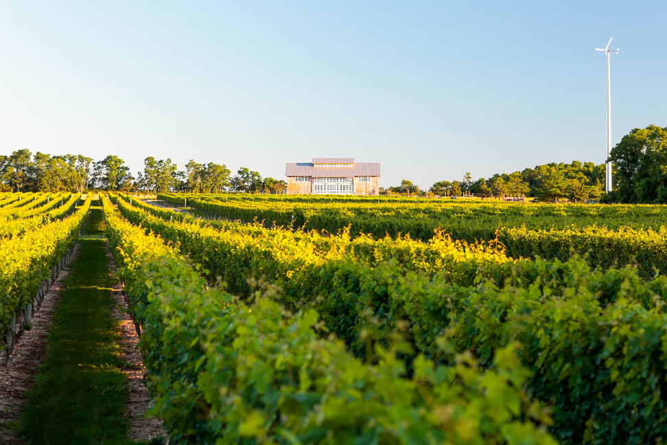 Kontokosta Winery 1
