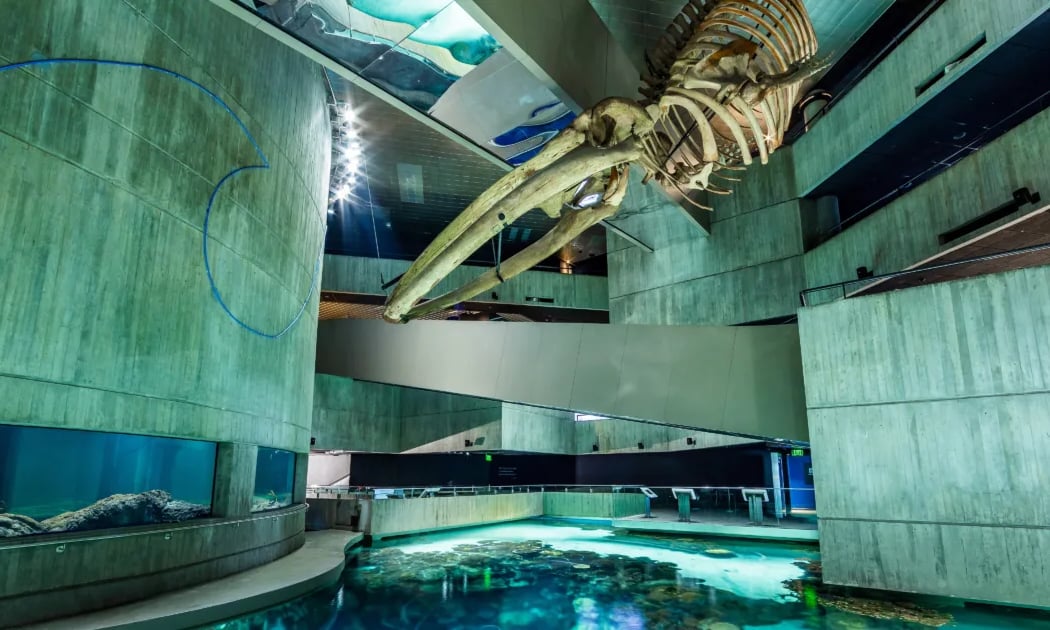 Shark Behind-the-Scenes Tour 3