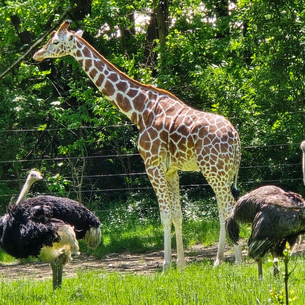 Wildlife Conservation Society, Research Fellowship Program 3