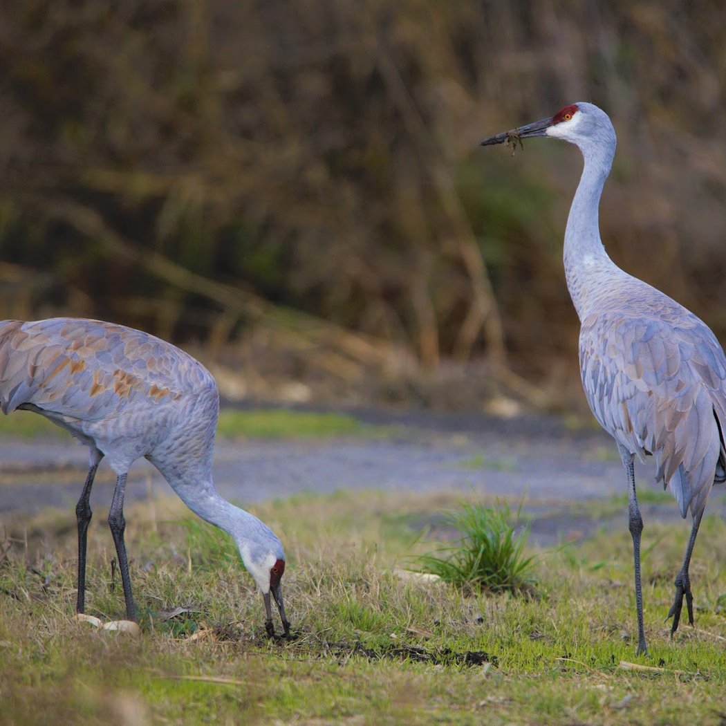 Woodbridge Ecological Reserve - South Unit 1