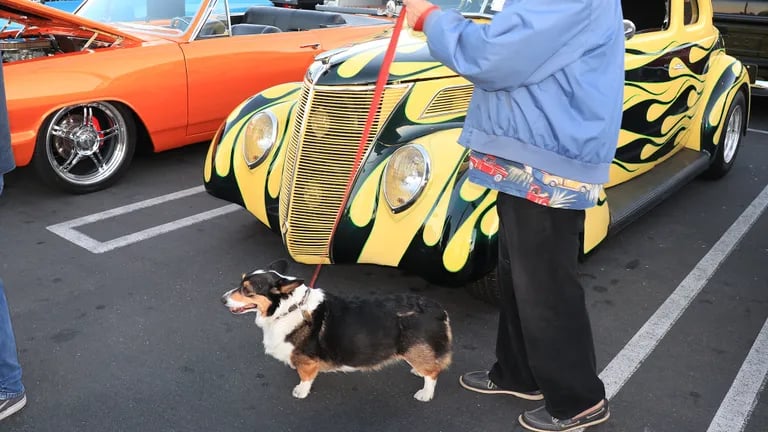 Furry Friends & Fast Rides 2