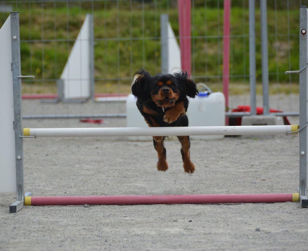 Pension canine et centre d'éducation canine Sportez Vous Chien 1