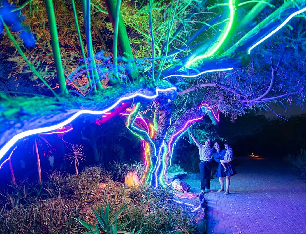 Desert Oasis: Garden After Dark