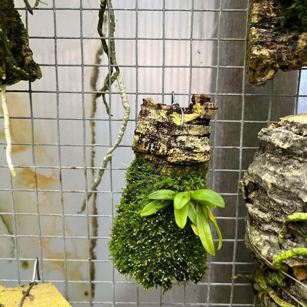Hanging Gardens 2