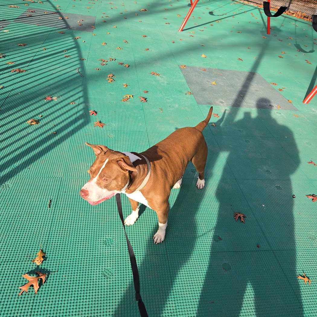 Eastchester Playground 3